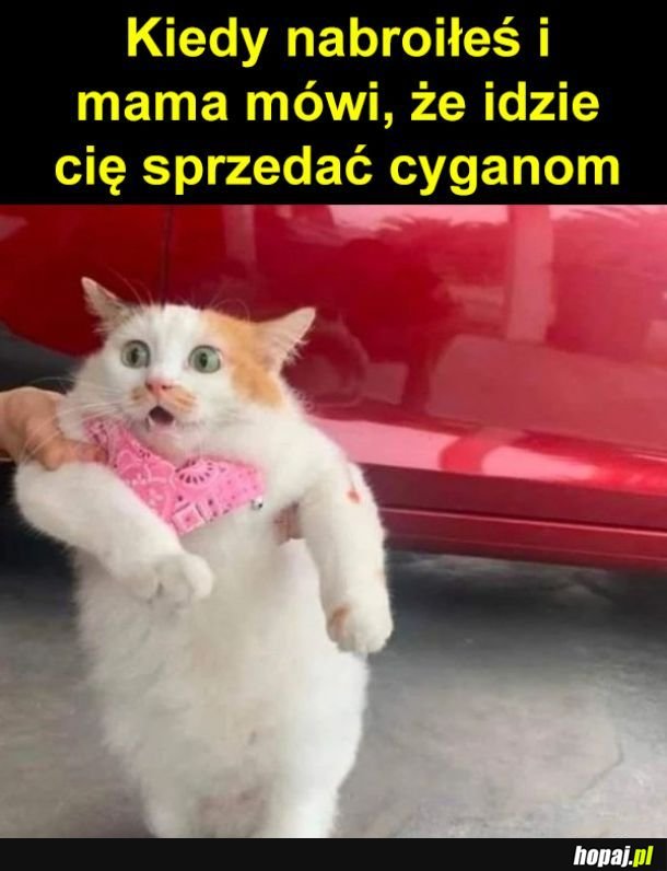 I po kocie xd