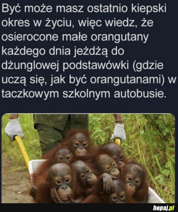 Na poprawę humoru
