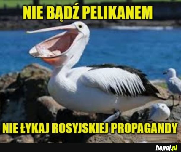 Pelikan