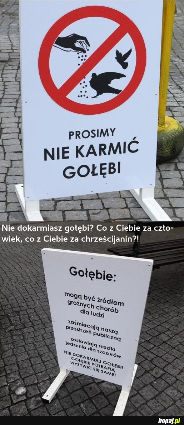 Dlaczego nie wolno dokarmiać gołębi?