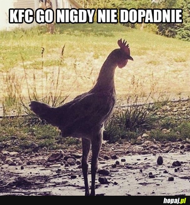 KFC GO NIE DOPADNIE