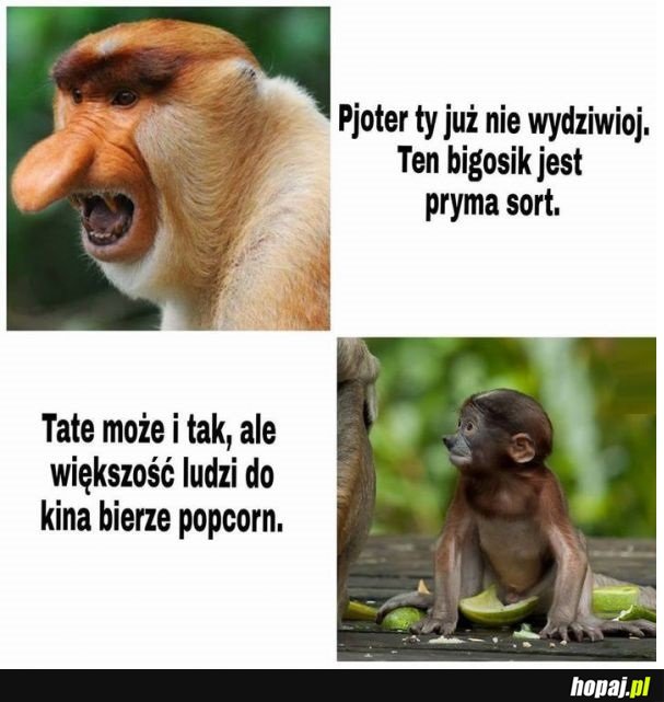 Ten bigosik jest pryma sort