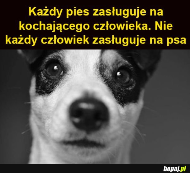 Człowiek i pies