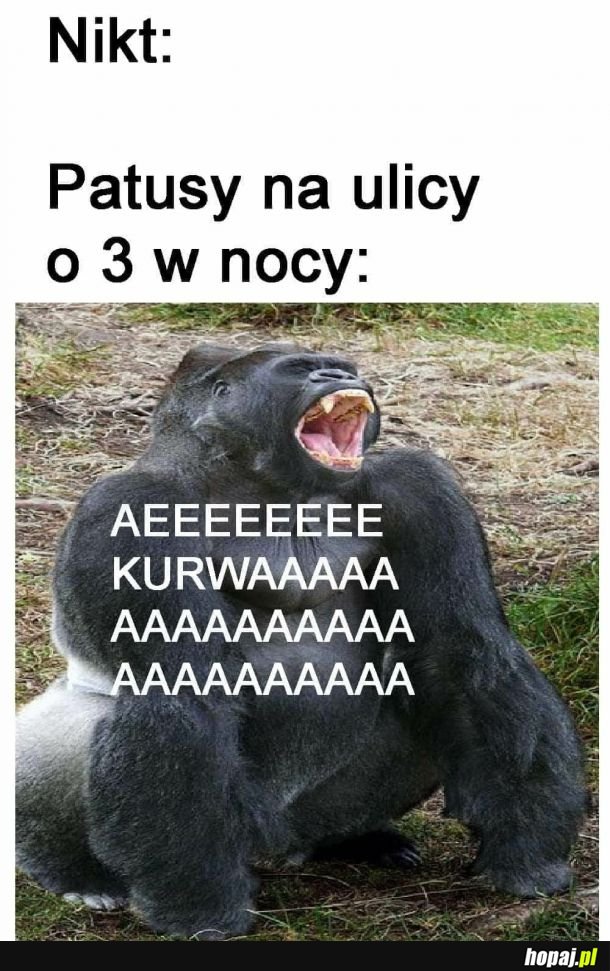 Patusy