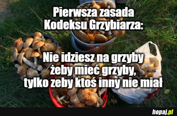  Grzybki 