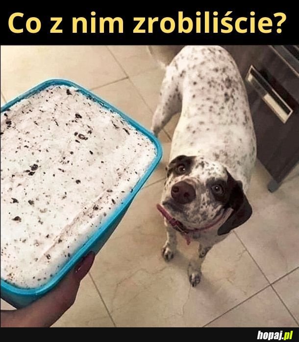 Owczarek Stracciatella