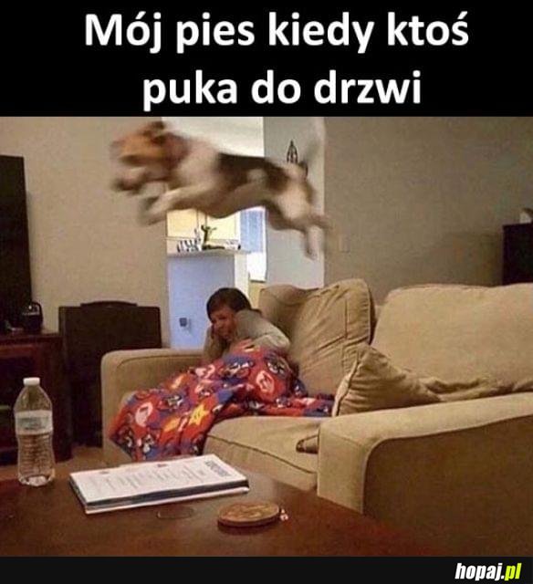 Mój pies