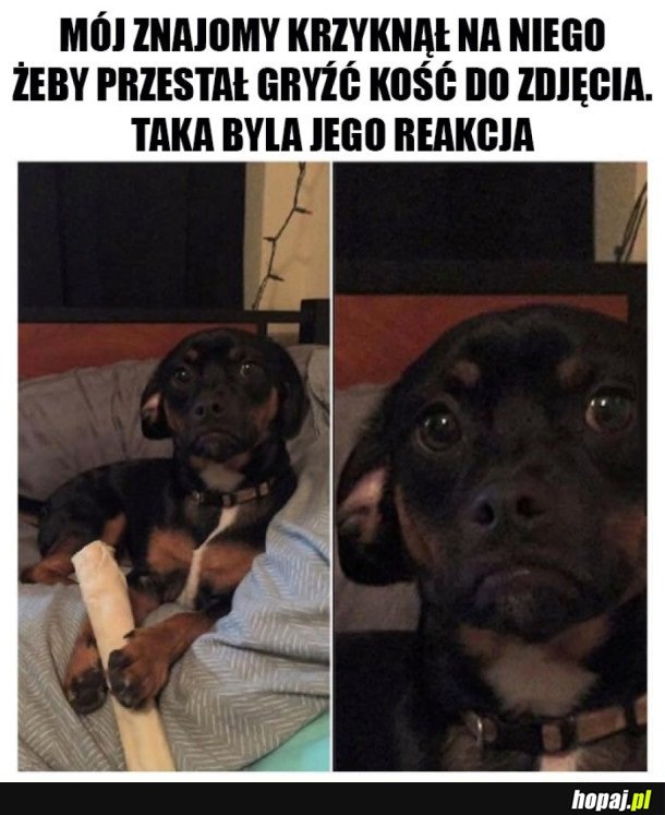 ALE JA LUBIĘ KOŚCI