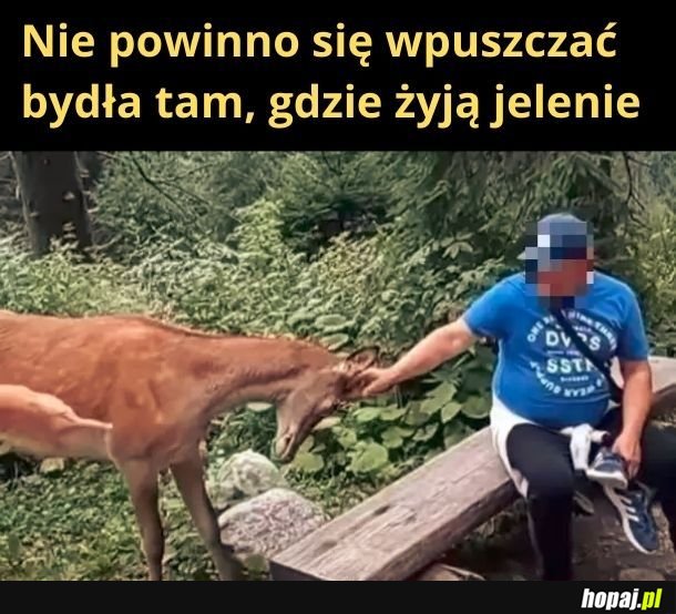 Bydło