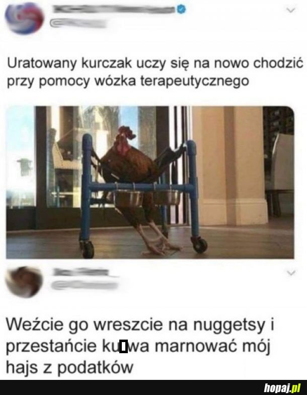 Kurczak