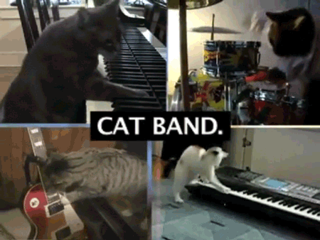 cat band