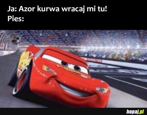Piesek 