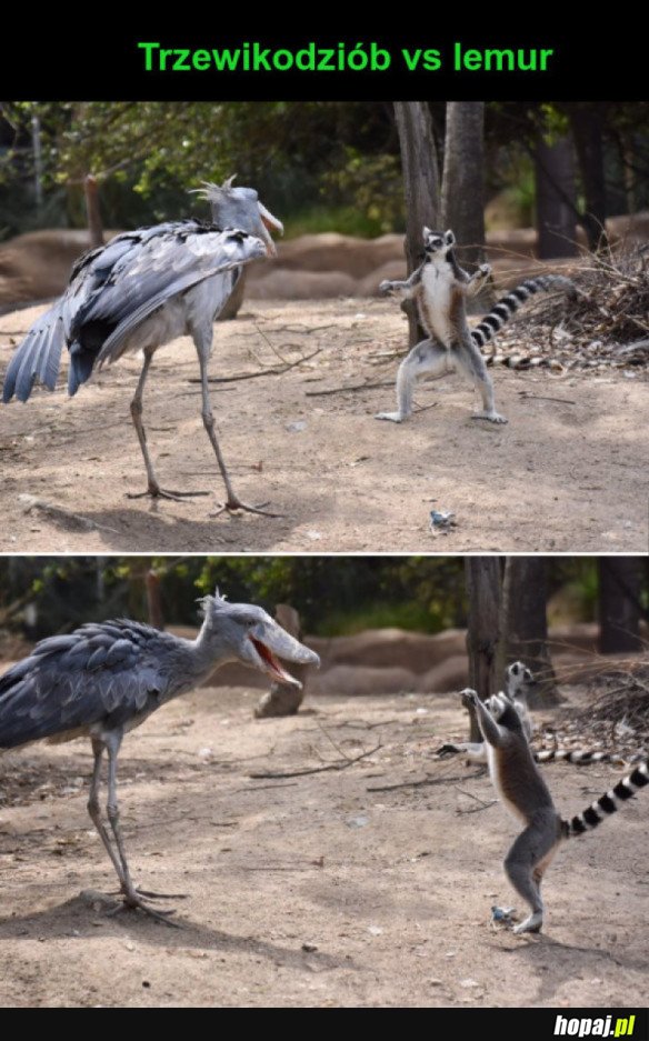 TRZEWIKODZIÓB VS LEMUR