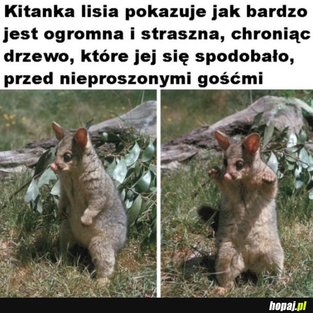 Strach się bać