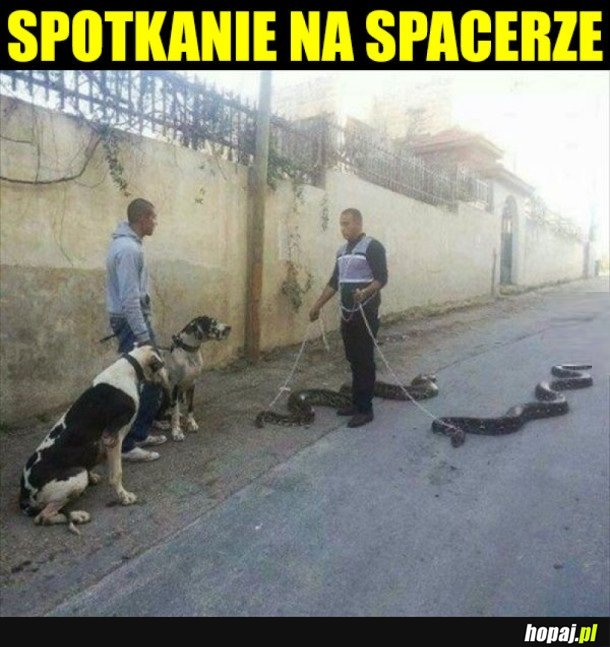 CO TO ZA RASA