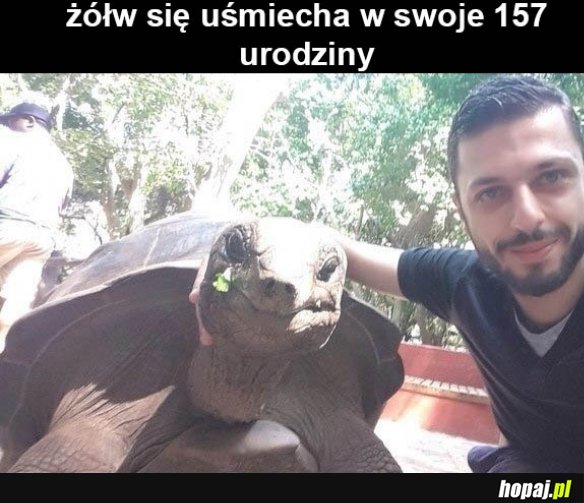Żółw