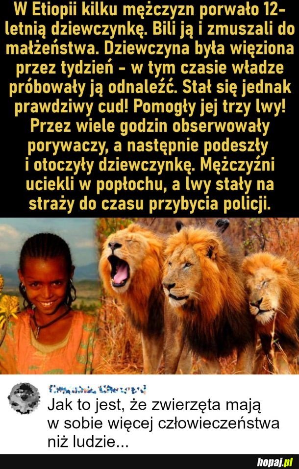 Lwy uratowały dziewczynkę