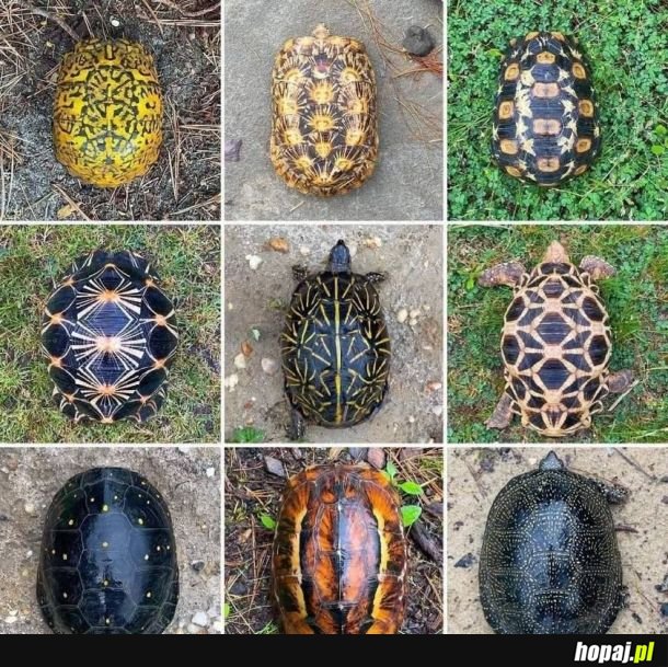 Żółwie karapaksy