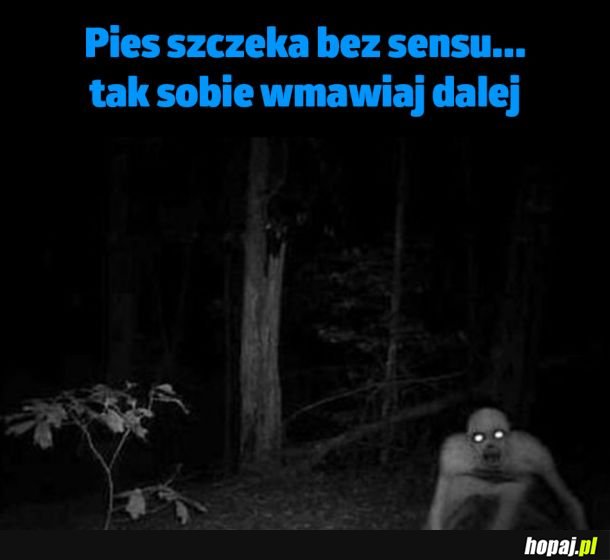 Psie szczekanie