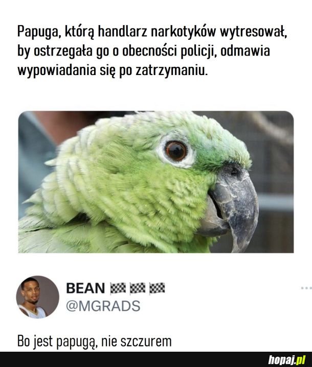 Papuga