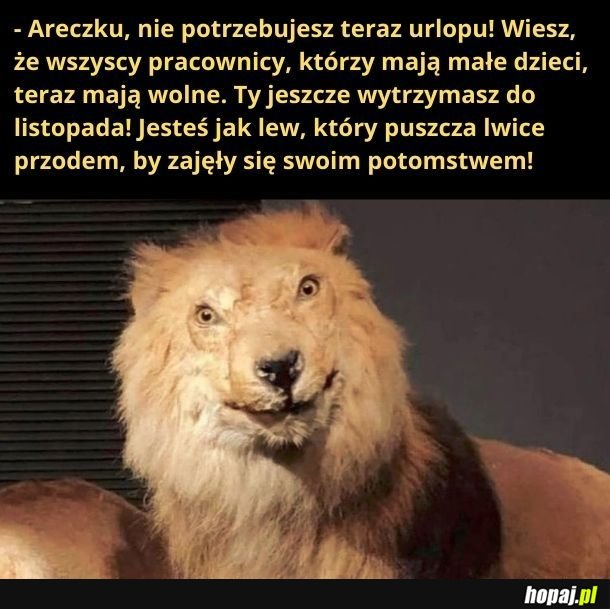 Areczek jest jak lew!