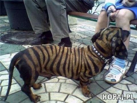 Zebradog