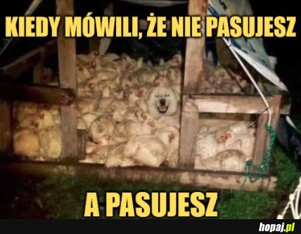 Ochrona przed lisem. 