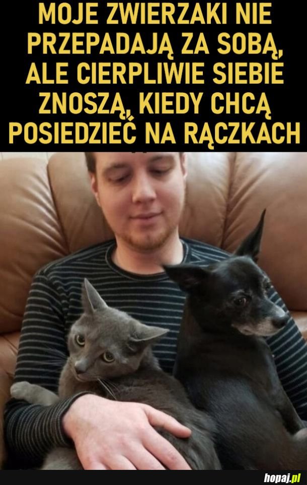 Zwierzaczki