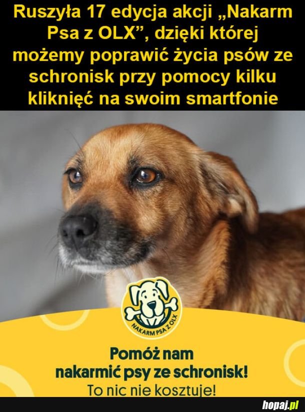 Karmcie pieski!