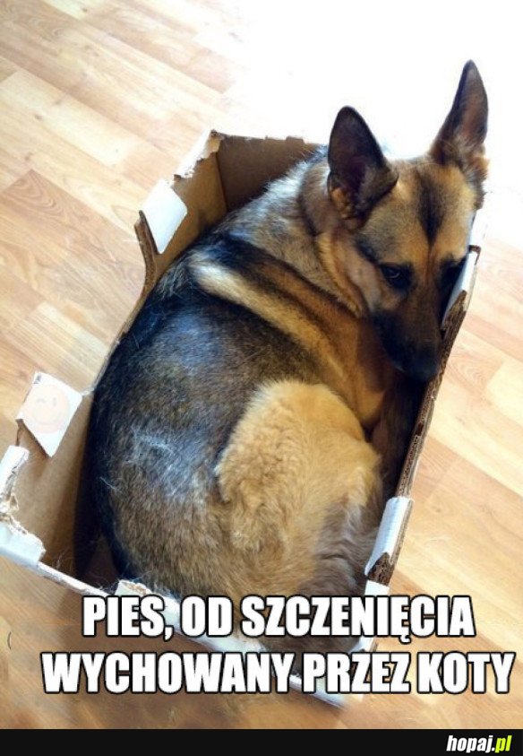 PIERSEŁ