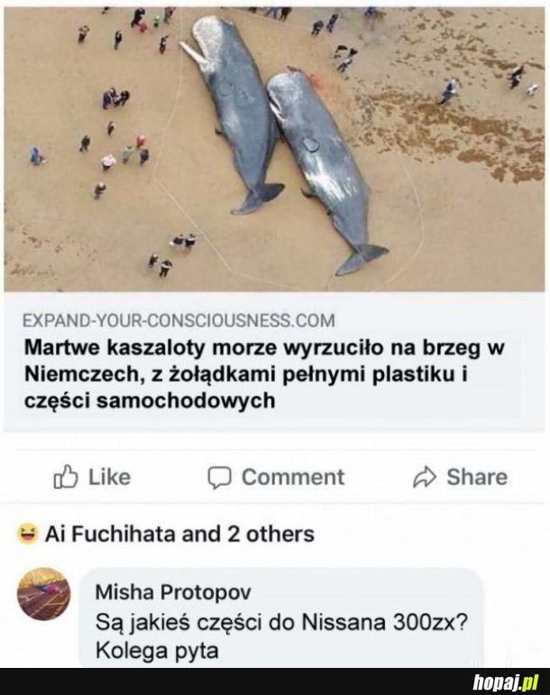 Martwe kaszaloty
