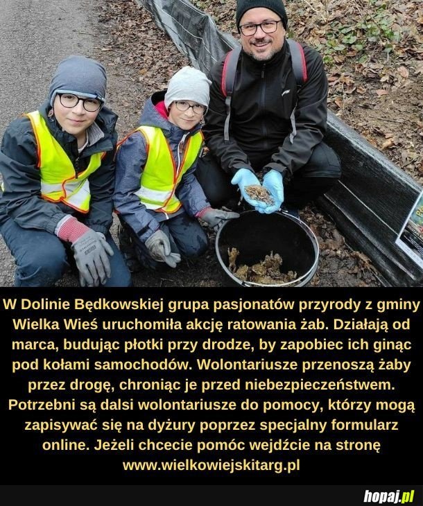 Przenoszenie żab.