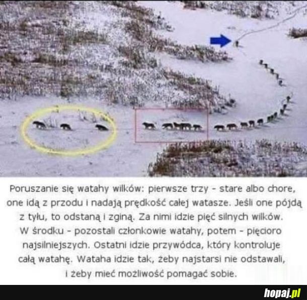 Wielkie poruszenie