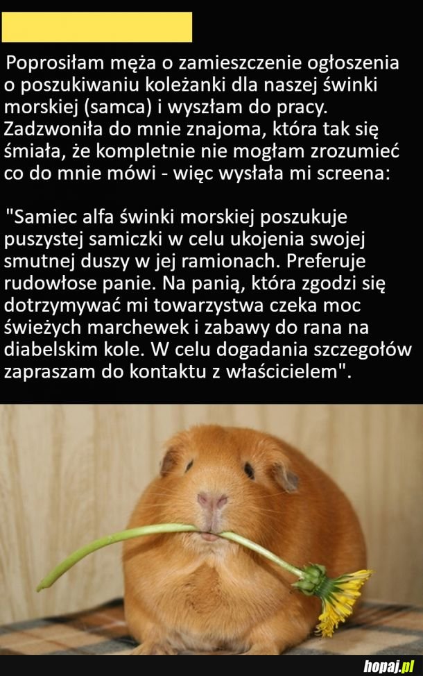 Samiec alfa poszukuje samiczki