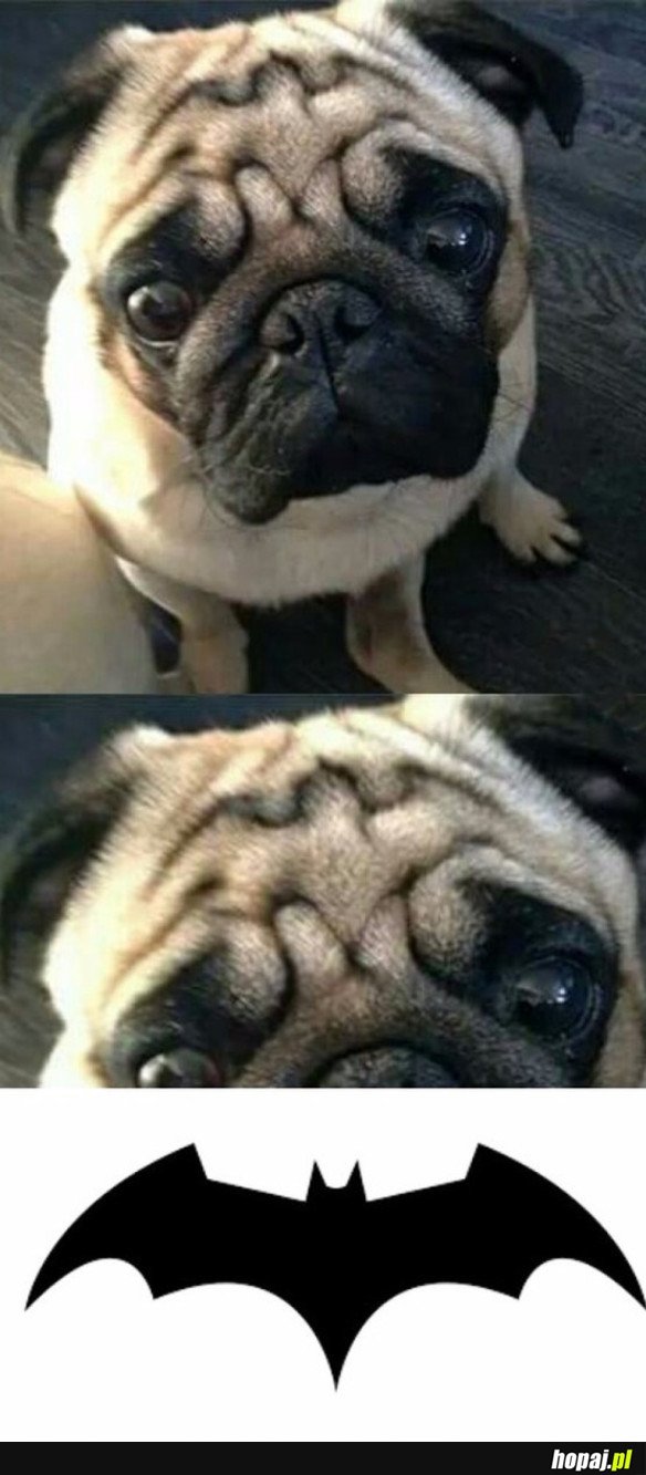 PUGMAN!