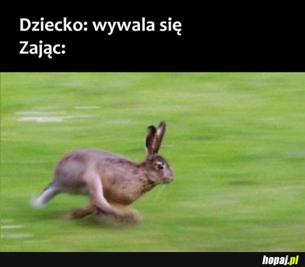 Zając