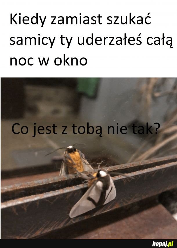 Ćma