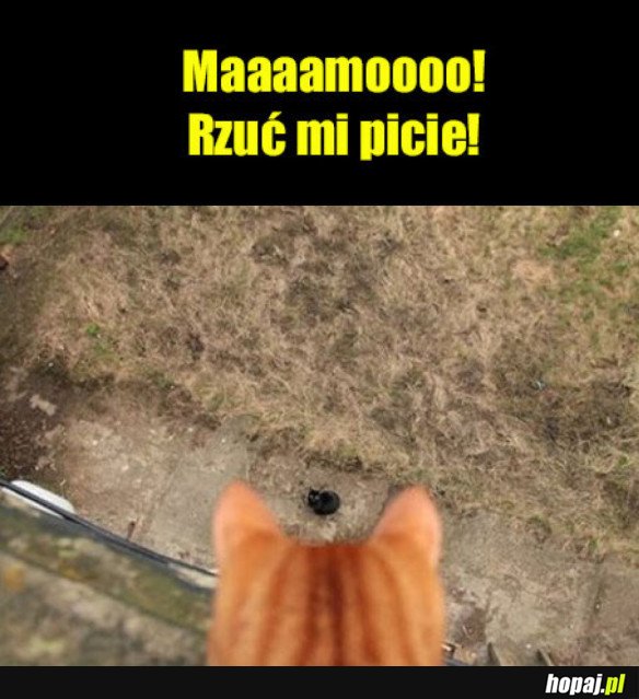 MAMO!