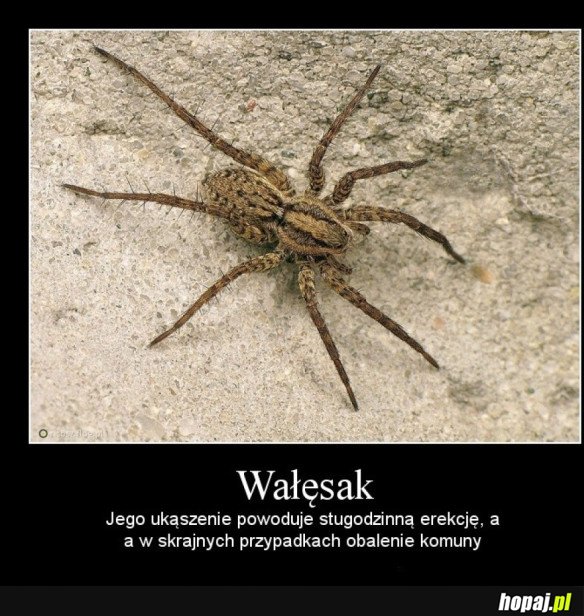 Pajączek