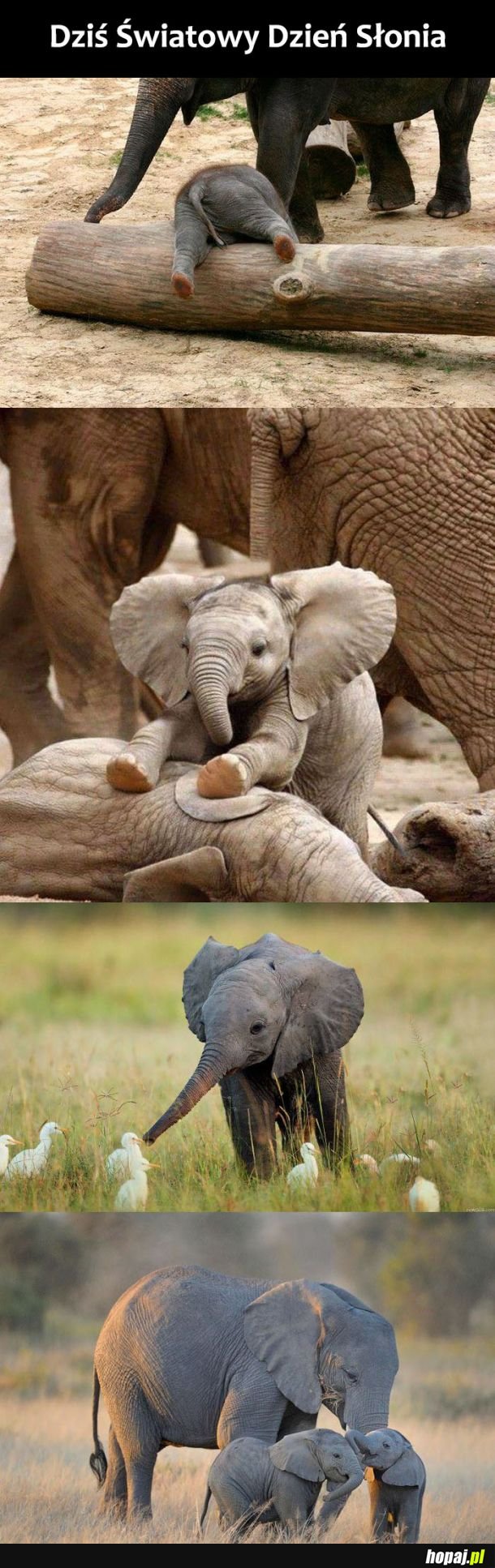  Światowy Dzień Słonia 