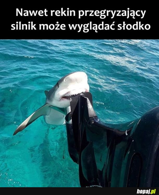 Słodki rekin