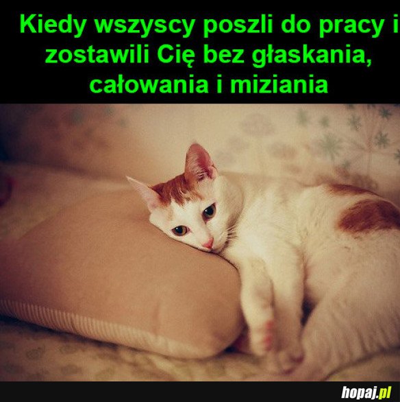 Koteł