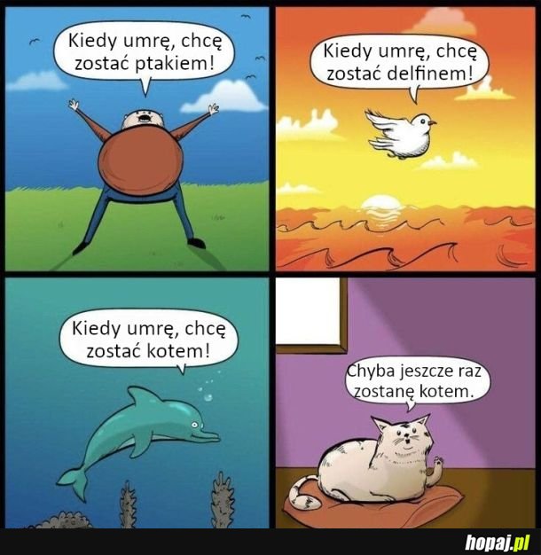 Koty