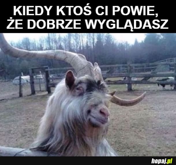 *Zakłopotane kozie dźwięki*