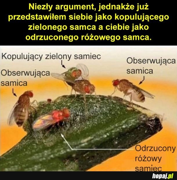 Szach mat, beciaku