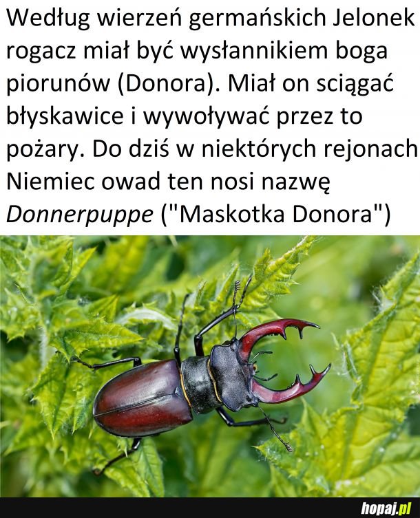 Czwartek z owadzią ciekawostką #3