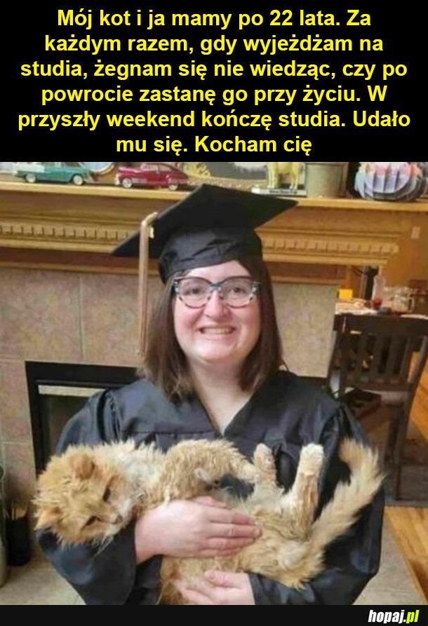 Wspaniały kociak