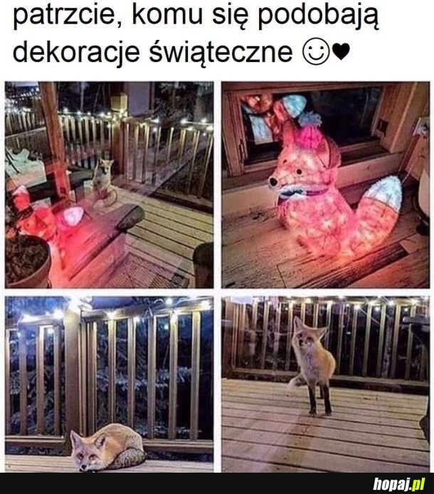 No przecież, że piękne są