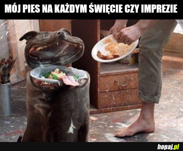 Dogo