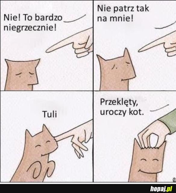 Z KOTAMI TAK JEST